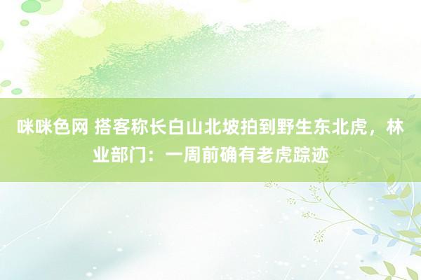 咪咪色网 搭客称长白山北坡拍到野生东北虎，林业部门：一周前确有老虎踪迹